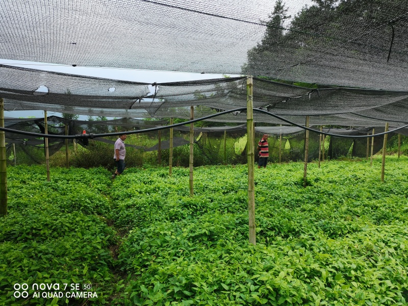 牛尾蕨种苗牛尾菜龙須蕨鞭干蕨羊尾蕨苗