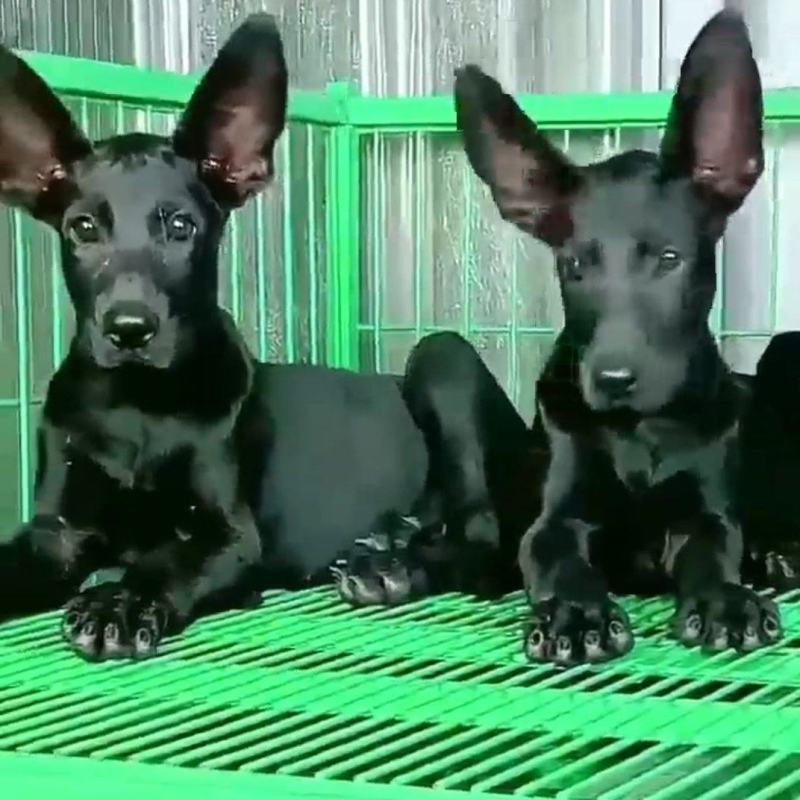 大骨架黑狼幼犬疫苗齐全，欢迎选购
