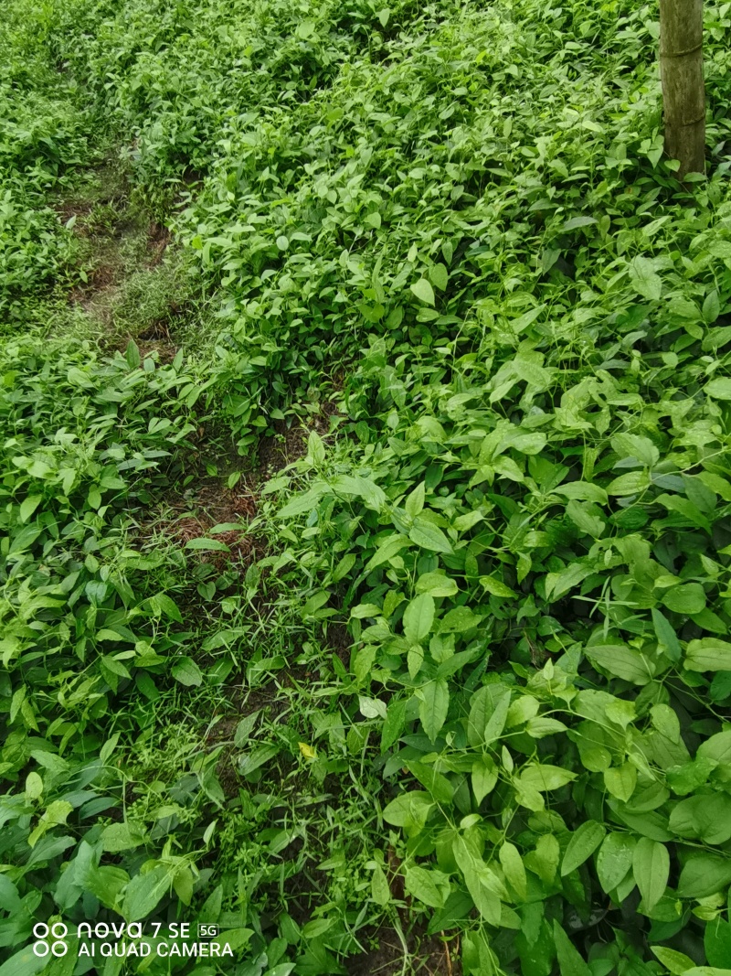 牛尾蕨种苗牛尾菜龙須蕨鞭干蕨羊尾蕨苗