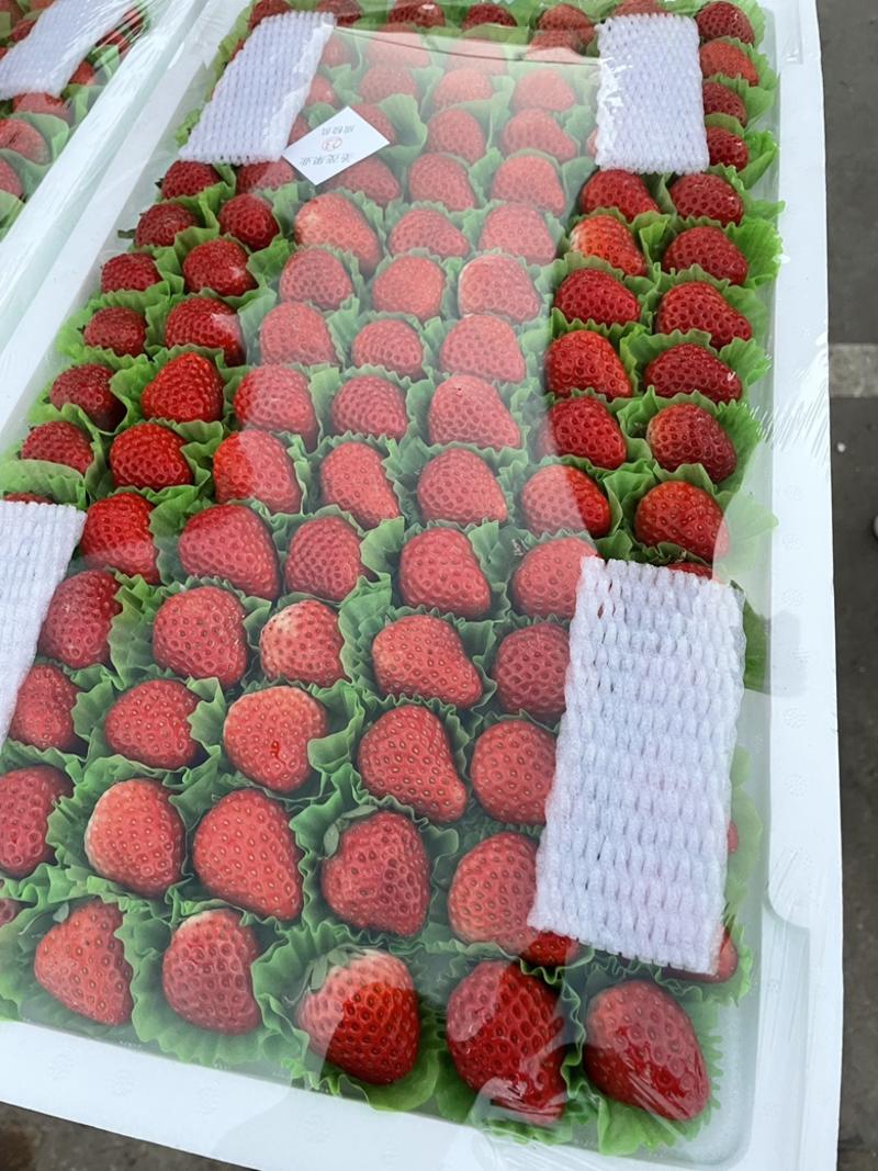 红颜草莓，产地直供，货源充足，可视频看货，量大从优