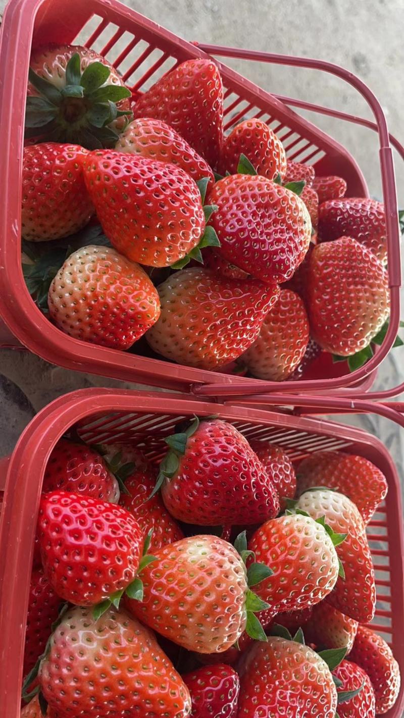 红颜草莓，产地直供，货源充足，可视频看货，量大从优