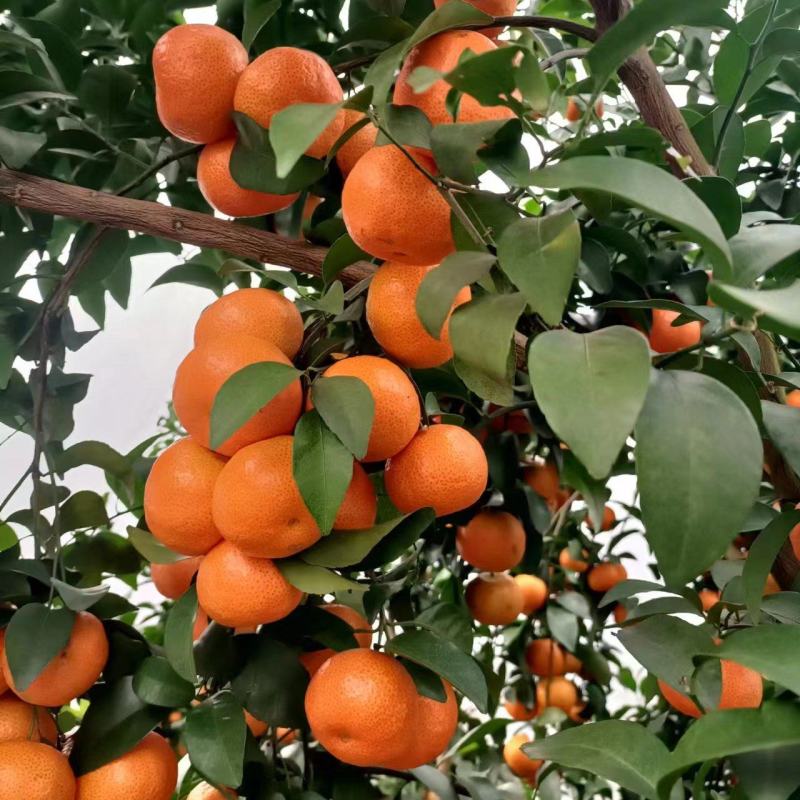 广西桂林荔浦精品砂糖橘大量上市口感纯甜一手货源