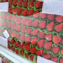 红颜草莓，基地直发，物优价廉，品质保证，欢迎大家采购