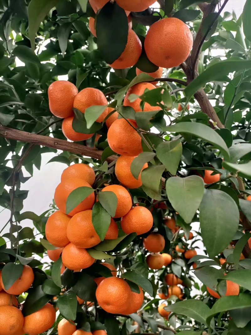 广西桂林荔浦精品砂糖橘大量上市口感纯甜一手货源