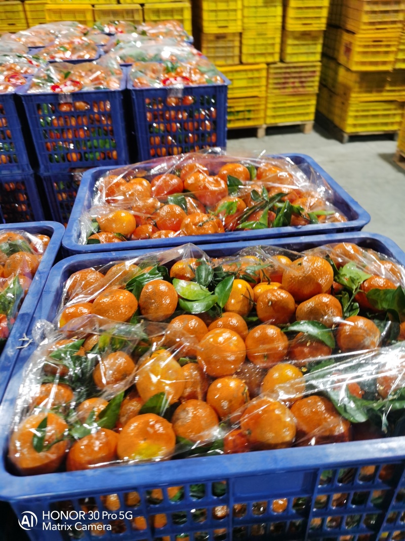 广西桂林荔浦精品砂糖橘大量上市口感纯甜一手货源