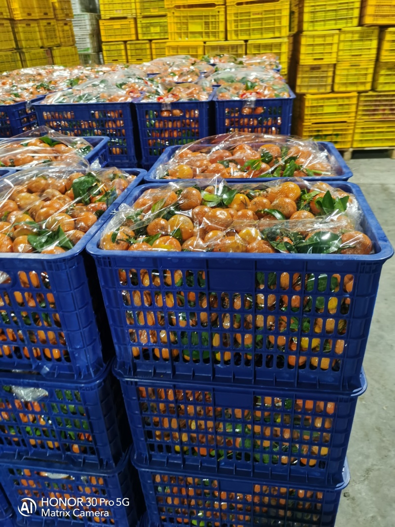 广西桂林荔浦精品砂糖橘大量上市口感纯甜一手货源