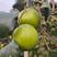 云南西双版纳本地种植的苹果枣，雪蜜枣，青枣可以一件代发