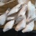 马面鱼三去马面鱼，300/500，500/700
