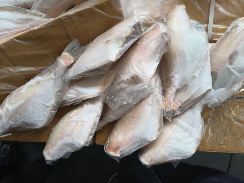 马面鱼三去马面鱼，300/500，500/700