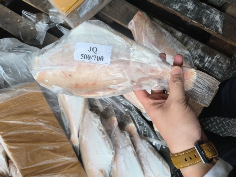 马面鱼三去马面鱼，300/500，500/700