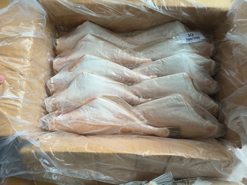 马面鱼三去马面鱼，300/500，500/700