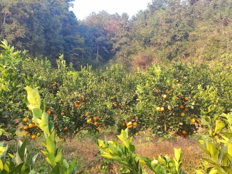 高山脐橙