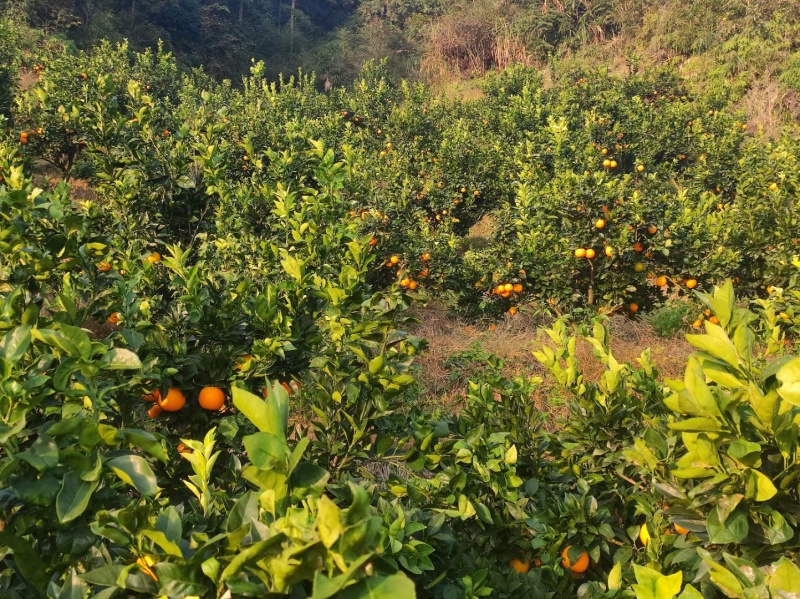 高山脐橙