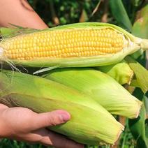 精品水果玉米基地供应品质保证量大从优全国发货