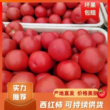 【超市】硬粉番茄西红柿供应全国对接各大市场商超电商