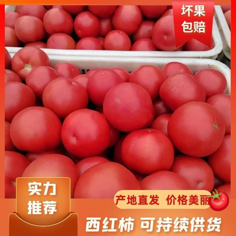 【超市】硬粉番茄西红柿供应全国对接各大市场商超电商