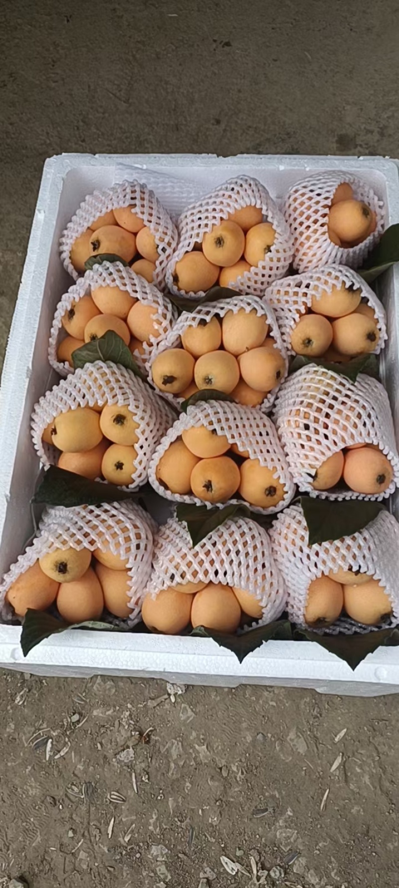 云南枇杷