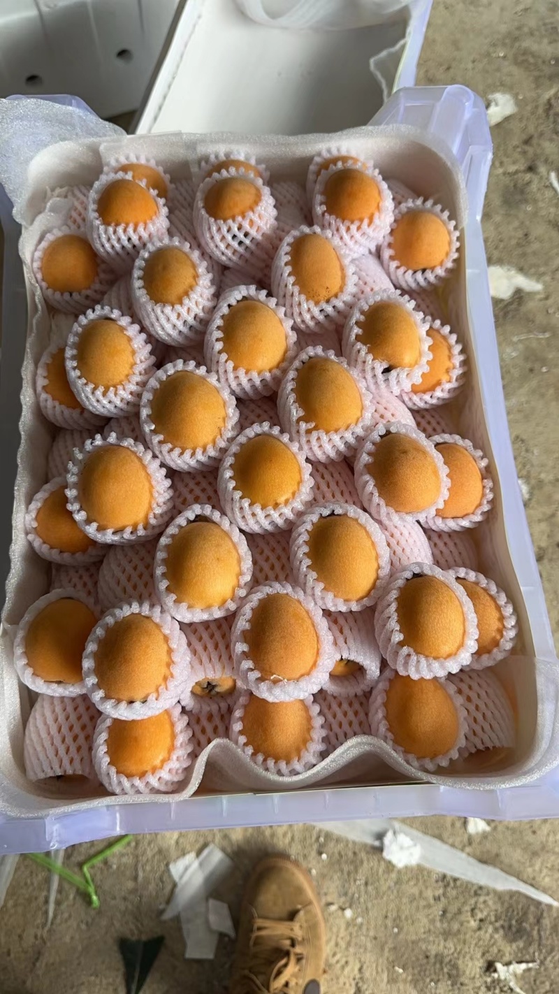 云南枇杷