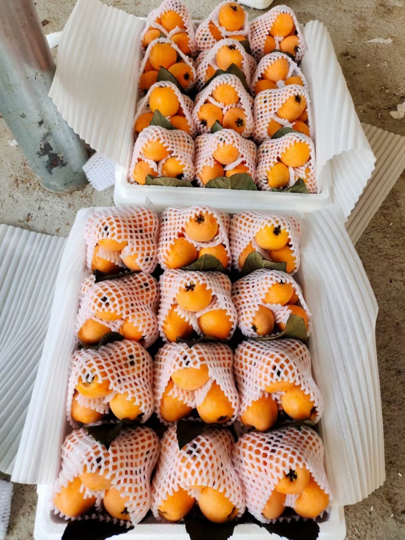 云南枇杷