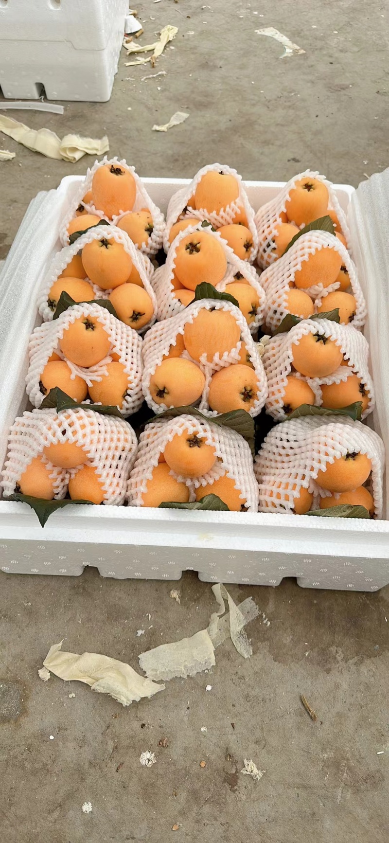 云南枇杷