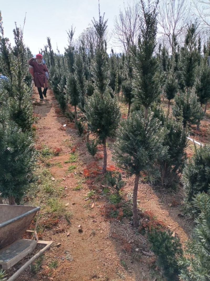 曼地亚红豆杉红豆杉树苗盆栽地栽净化空气