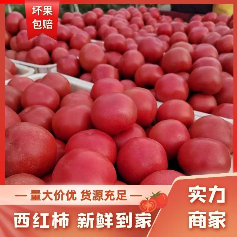 【诚信】山东硬粉西红柿货源足规格全果型好按需发货实力代办