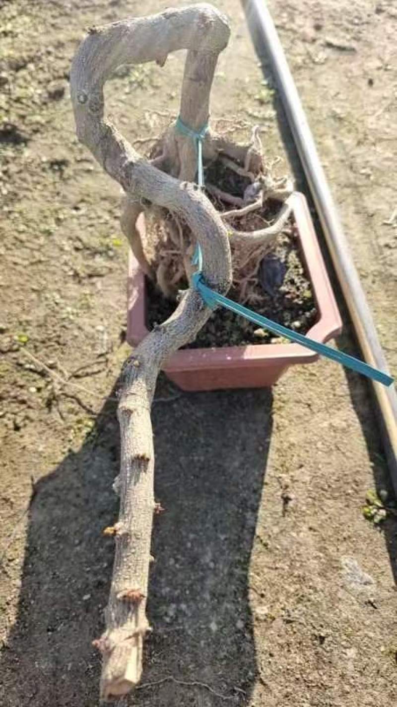 绿盈悬崖提根胡椒木批发基地直供量多从优各种规格