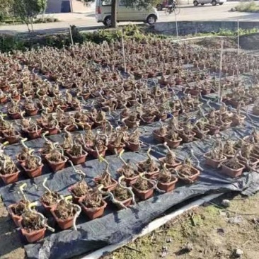 绿盈悬崖提根胡椒木批发基地直供量多从优各种规格