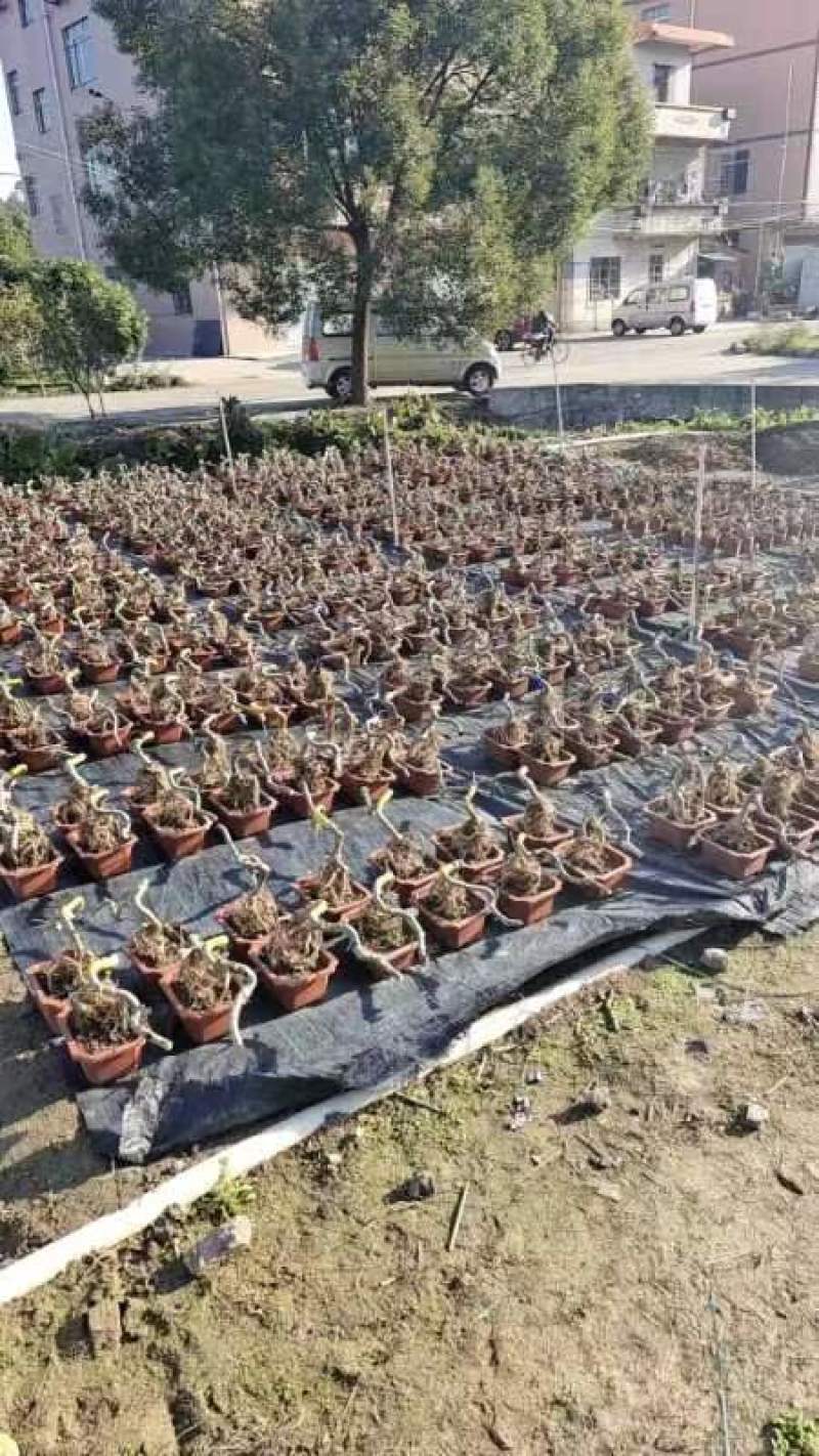 绿盈悬崖提根胡椒木批发基地直供量多从优各种规格