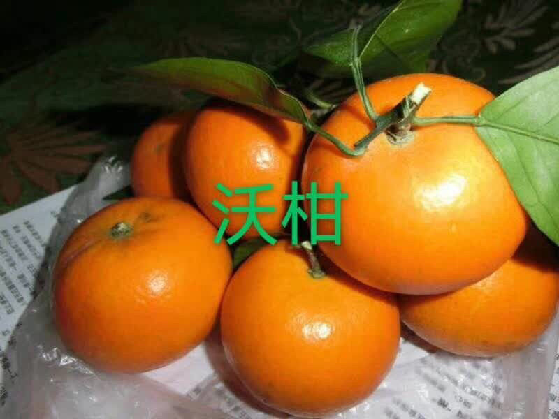 沃柑