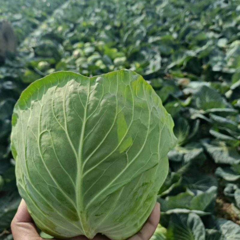 【现货现发】精品圆包菜绿甘蓝可视频看货诚信经营欢迎咨询