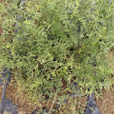 素馨花苗