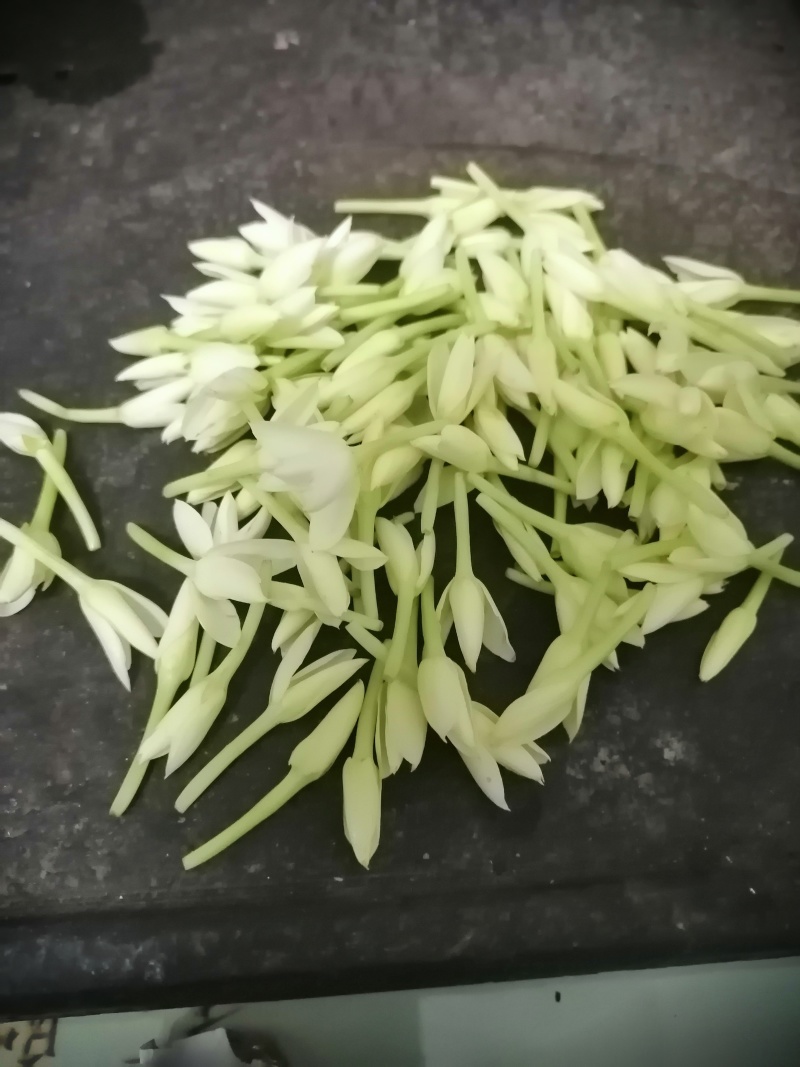 素馨花苗