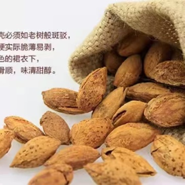 新疆干果巴旦木大量上市，品质保证，欢迎客户订购