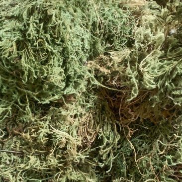 伸筋草
