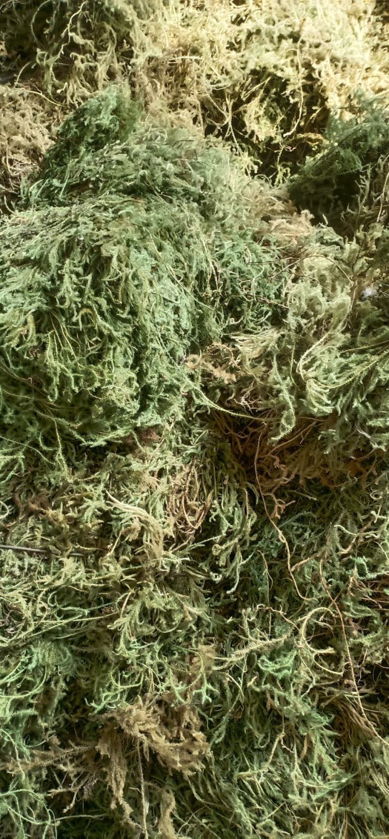 伸筋草