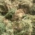 伸筋草