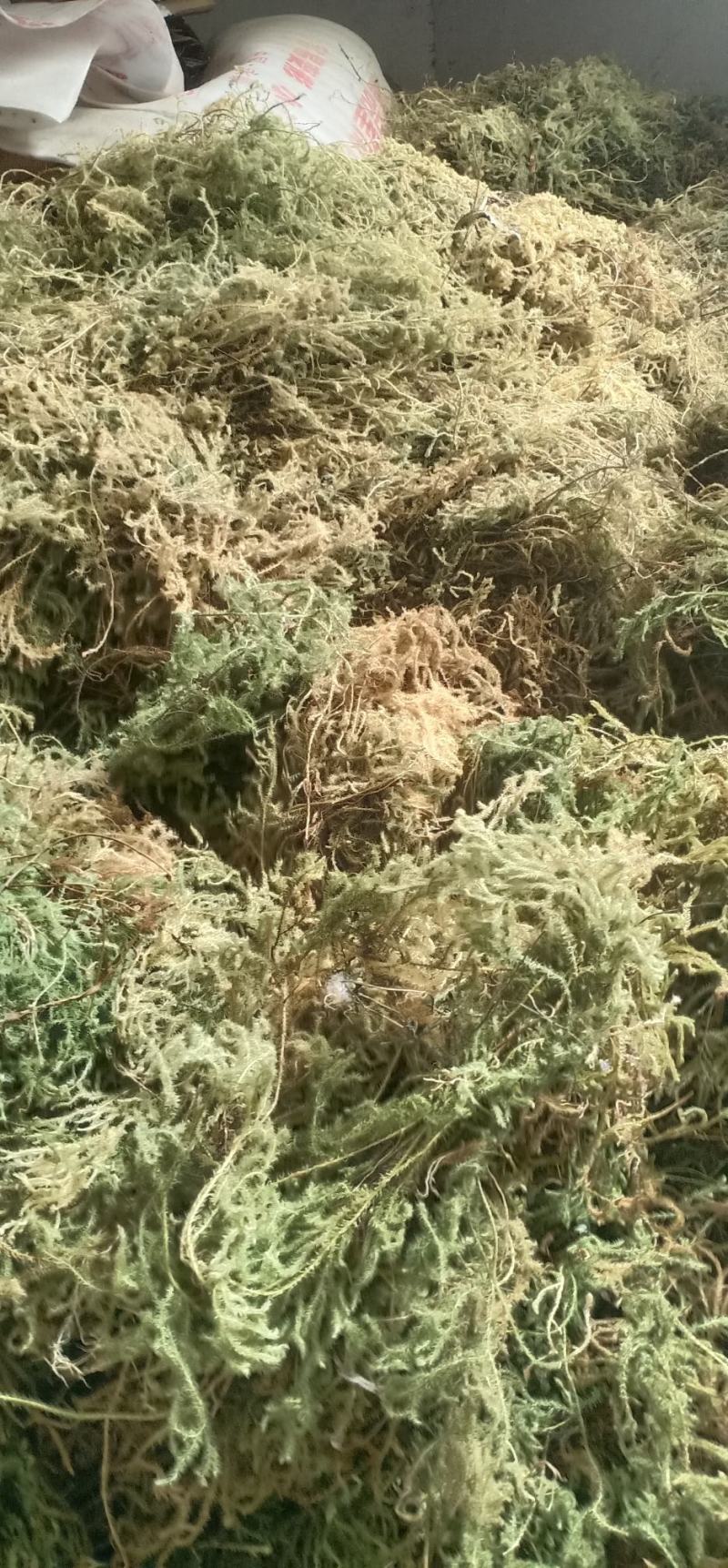伸筋草