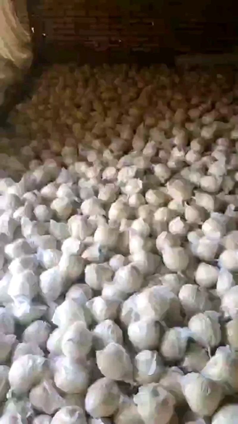 酥梨大量供应价格优惠品质上乘支持视频看货欢迎来电洽谈