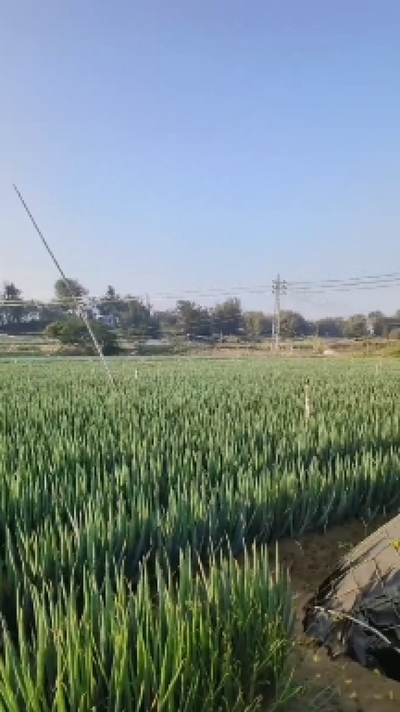 福建产地大葱大量上市中，公司场地冷库配套出口内销各种业务