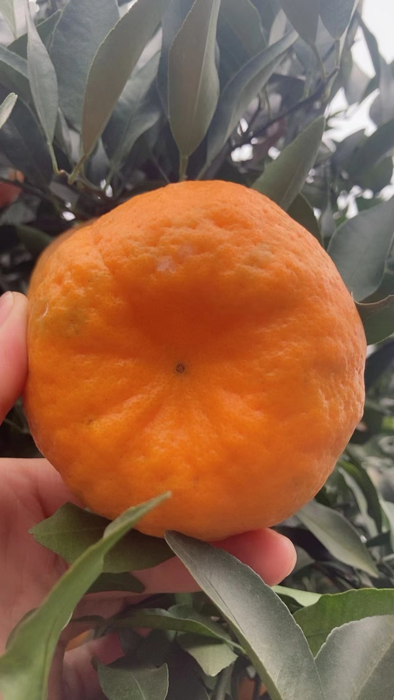 碰柑