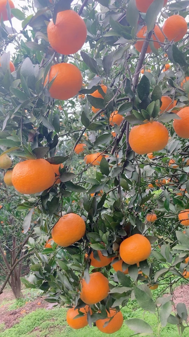 碰柑