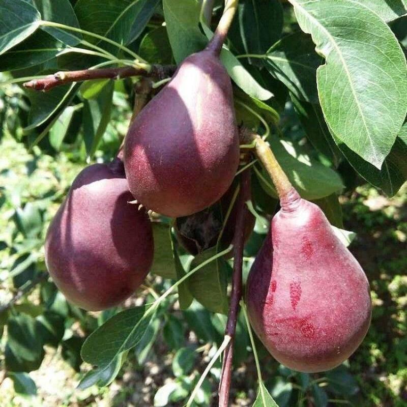 红啤梨树苗梨树苗红梨苗品种齐全南方北方种植当年结果