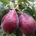 红啤梨树苗梨树苗红梨苗品种齐全南方北方种植当年结果