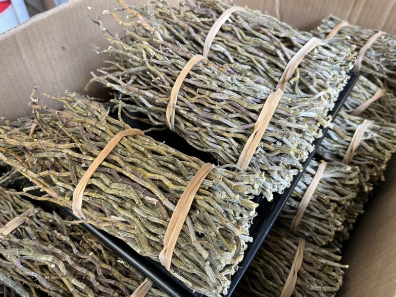 铁皮石斛芽条【大货批发】全化渣胶质好云南基地供应价格优势