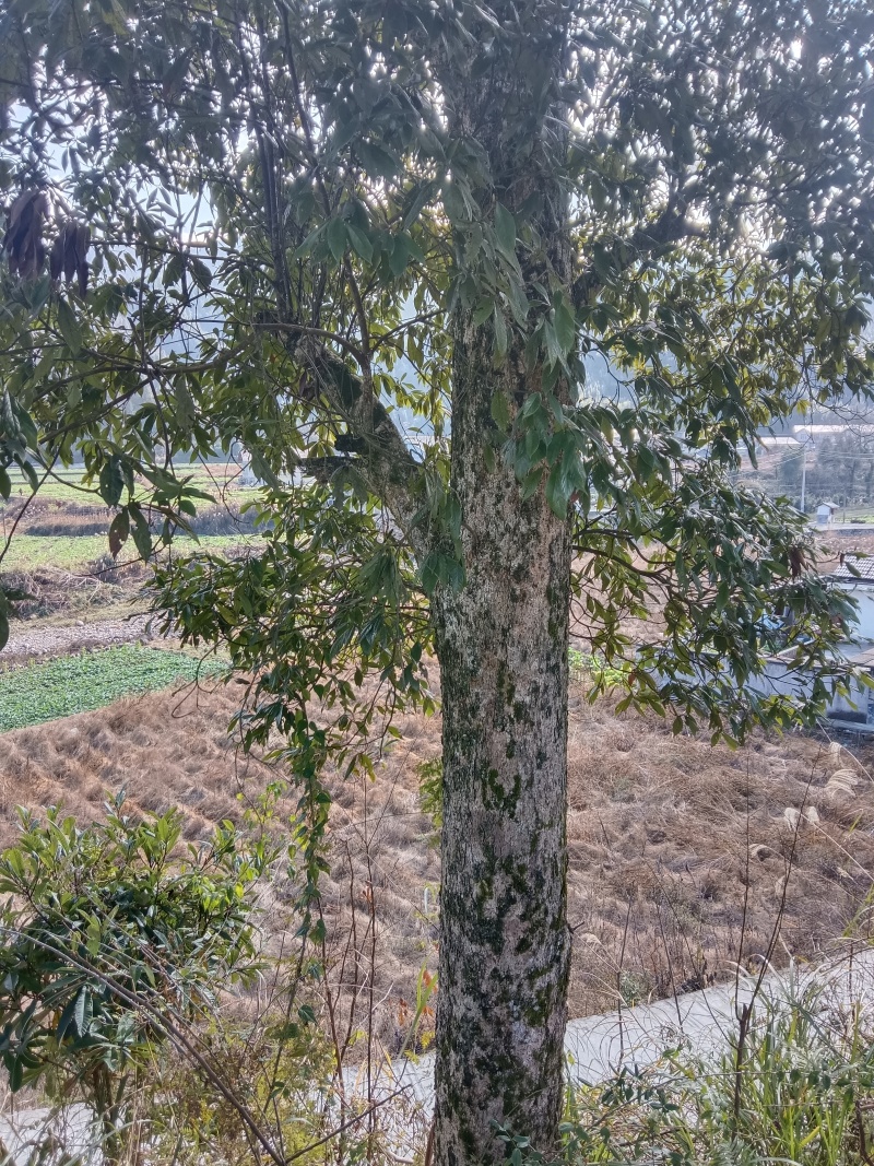 楠木树
