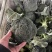 七星台镇精品西蓝花大量现货量大从优价格美丽