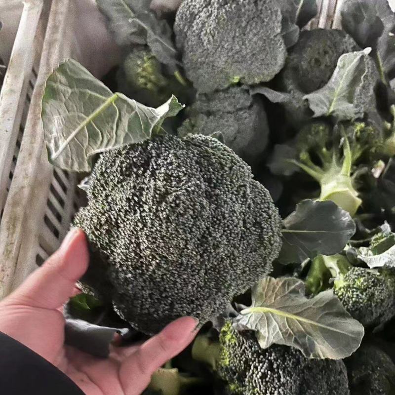 七星台镇精品西蓝花大量现货量大从优价格美丽