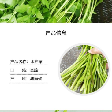 水芹菜