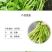 水芹菜